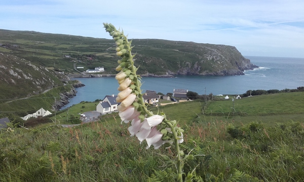View of South Harbour, Cape Clear Island.